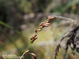   Infructescence:   Eurychorda complanata ; Photo by South Australian Seed Conservation Centre, used with permission
